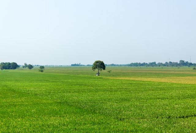 Tree in a green field